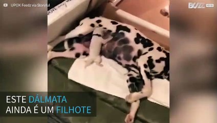 Conheça o cãozinho mais roqueiro de todos