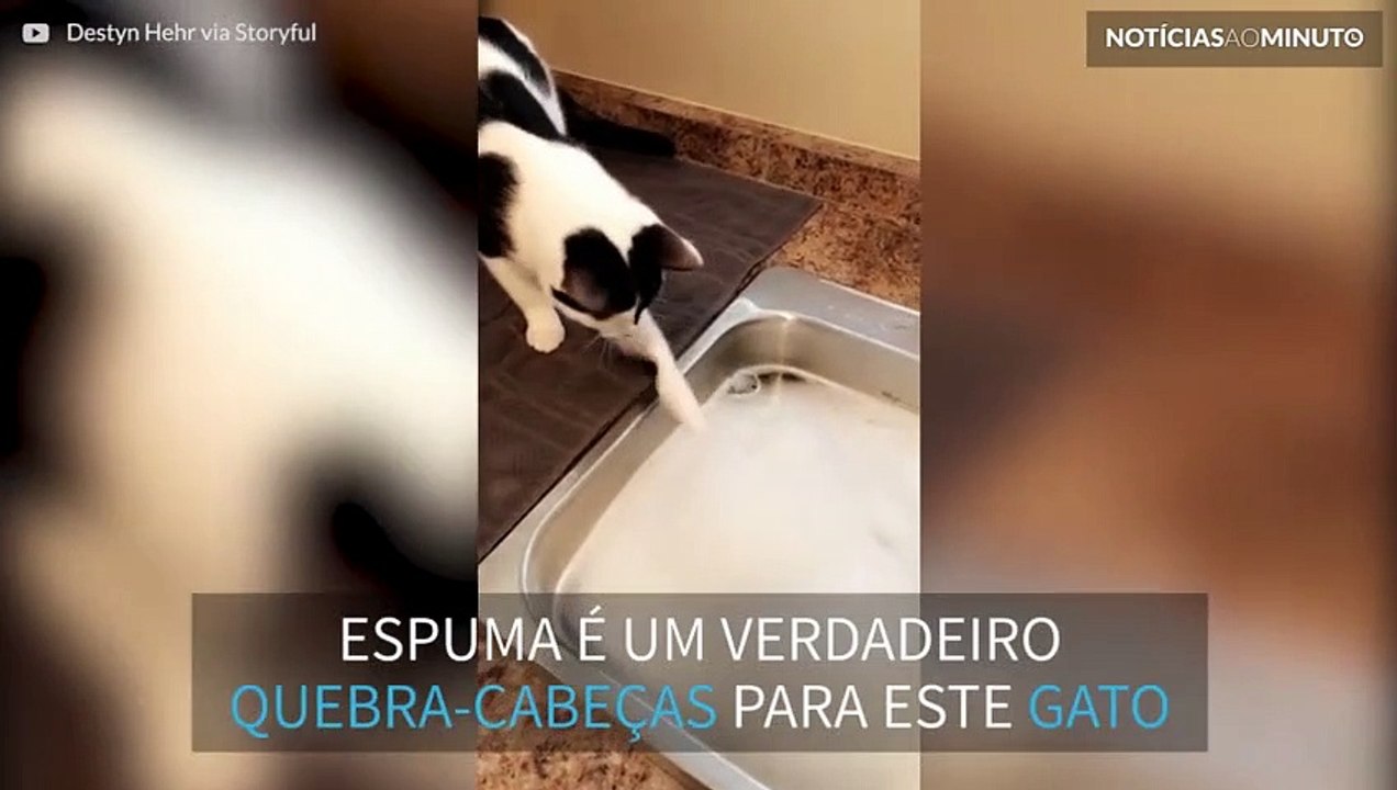 Gato não compreende espuma!