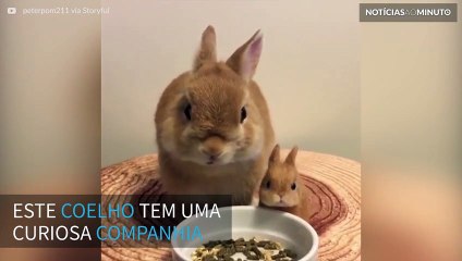 Coelhinho faz sua refeição ao lado de sua miniatura