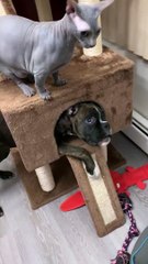 Boxer Puppy Climbs into Cat Tower For Playtime