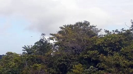 Boeing 737-800 PR-GUX on final approach before to land in Manaus coming from Fortaleza