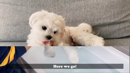 HOW WE BATHE OUR MALTESE PUPPY  TIPS