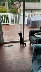 Kitten Doesn't Understand Glass Yet