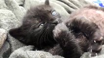 Cute Kittens  In Most Adorable Ways - TOO CUTE