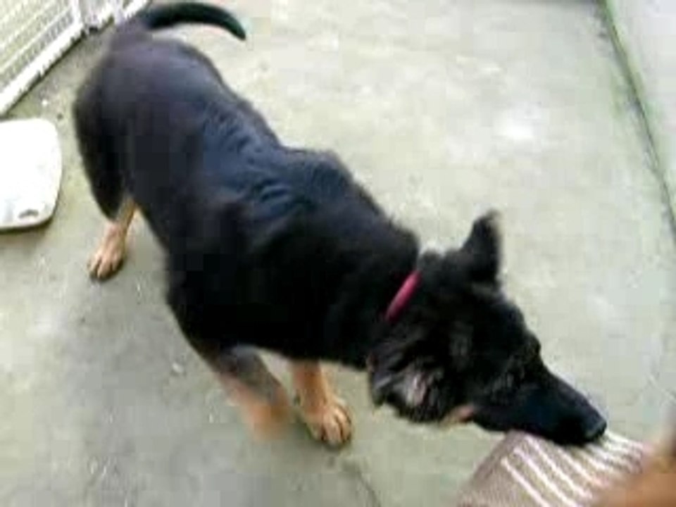 Canyon chiot 033