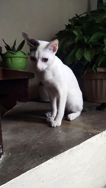 apollo