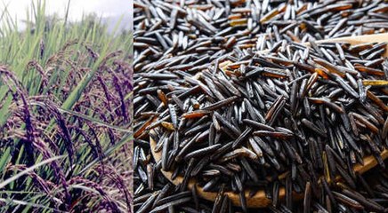 काला चावल : देश-विदेश में भारी डिमांड से खूब लाभ कमा रहे हैं किसान