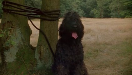 Flodders - 32. Ein Hundeleben