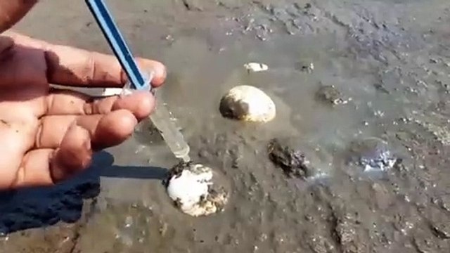 Unbelievable Fishing Technique Fish Eggs Come Out Soft Mud Amazing Small Fish Catching Video | CreativeVilla.