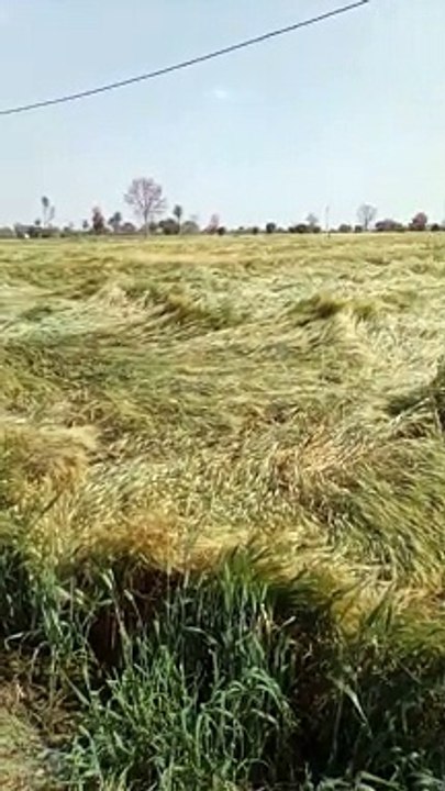 शाजापुर जिल में शुक्रवार को हुई जोरदार बारिश के...