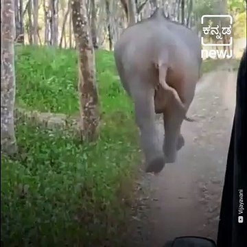 Elephant Charges At Safari Jeep, Driver's Presence Of Mind Save Tourists