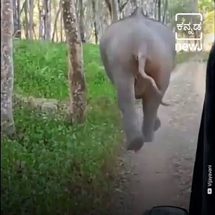 Elephant Charges At Safari Jeep, Driver's Presence Of Mind Save Tourists