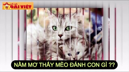 Mơ thấy mèo con gì có tỉ lệ trúng cao nhất