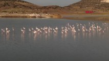 Son dakika haberi: BURDUR Yarışlı Gölü'nün misafirleri flamingolar geldi
