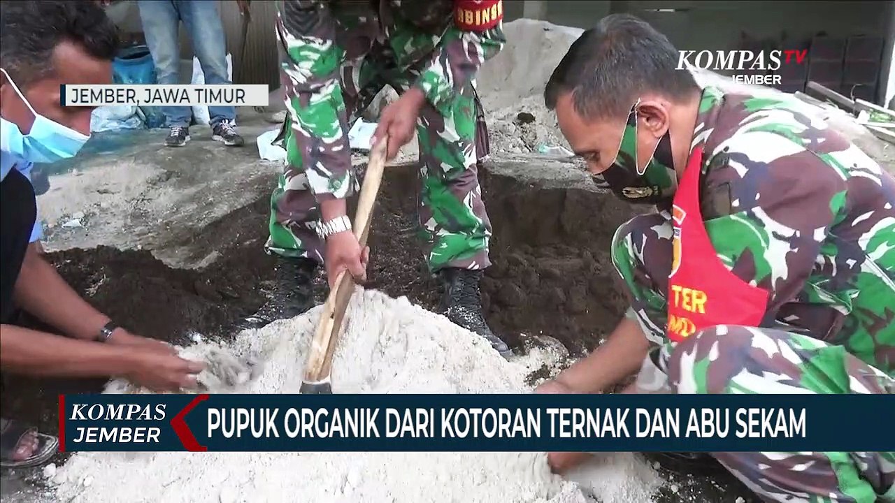 Pupuk Organik dari Kotoran Ternak dan Abu Sekam, Solusi Kelangkaan Pupuk