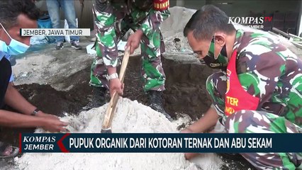 Pupuk Organik dari Kotoran Ternak dan Abu Sekam, Solusi Kelangkaan Pupuk