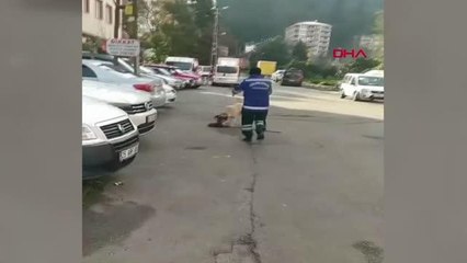 RİZE Süpürgesini kaçıran sokak köpeğine 'o bana zimmetli' diye seslendi