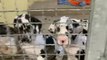 Rescatan a 101 cachorros hacinados en un camión en Núremberg (Alemania)