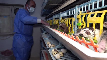 Babasının tedavisi için gittiği doktorun tavsiyesi hayatını değiştirdi: Yurdun dört bir yanına bıldırcın pazarlıyor