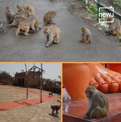 Monkey Devotees Visit This Temple During The Aarti, Here Is What They Do