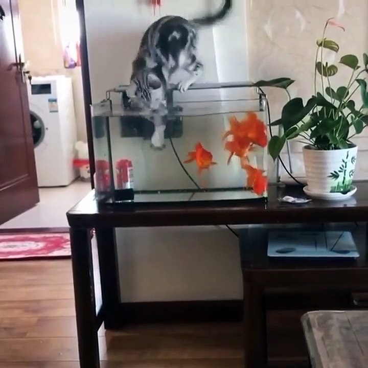 Funniest Cats  - Don't try to hold back Laughter  - Funny Cats Life_2