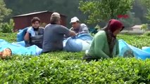 Karadeniz'e ''çay göçü'' öncesi kritik uyarı