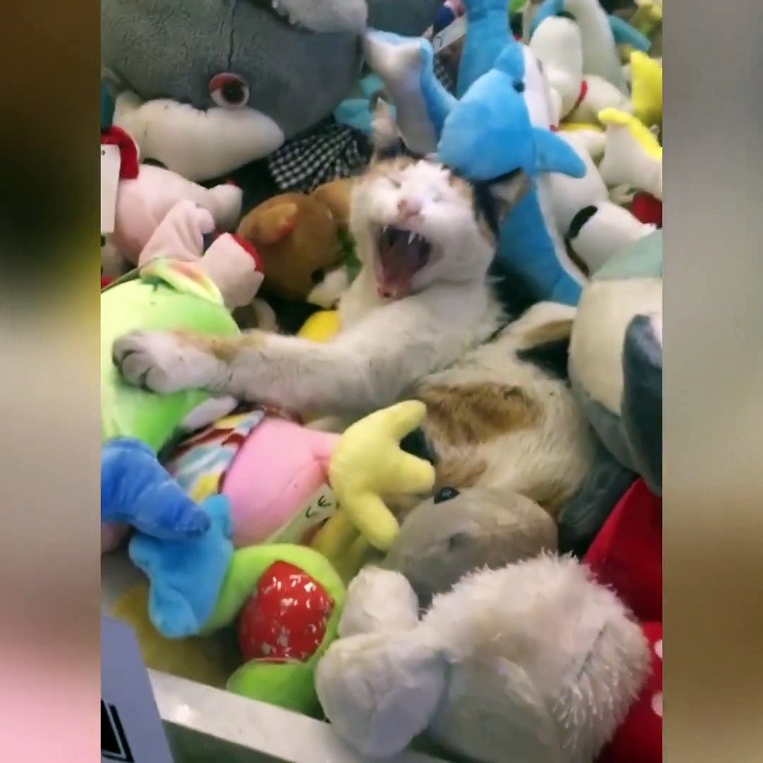Indoor Pets: Hilarious Animals Doing Funny Stuff - Video