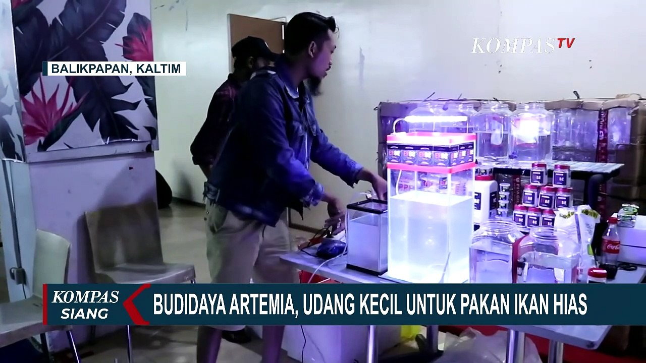 Budidaya Artemia, Udang Kecil Untuk Pakan Ikan Hias