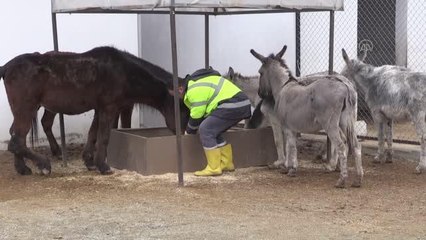 Yaralı at ve eşekler Sokak Hayvanları Geçici Bakımevi'nde sağlıklarına kavuştu