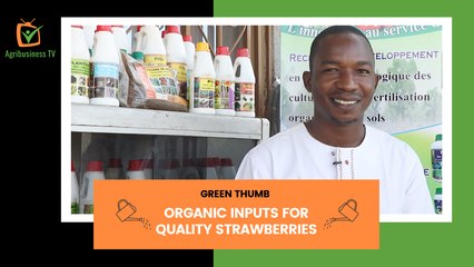 Green Thumb: Organic inputs for quality strawberries