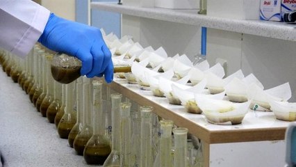 Türkiye'nin ilk milli hibrit tütünü verim ve kaliteyi artıracak