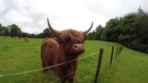 Scottish Highland Cow Has Unique Talent