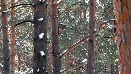 Squirrels are playing catch-up