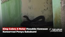 King Cobra 4 Meter Masuk ke Kawasan Konservasi Penyu Sukabumi