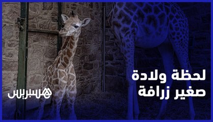 لحظة ولادة صغير زرافة