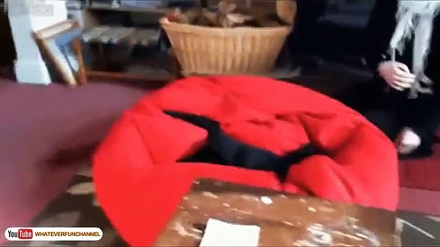 Funny Cat Vines - Part 2