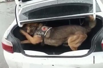 Narkotik köpeğinin koku almaması için uyuşturucu sakladıkları bölgeye benzin dökmüşler