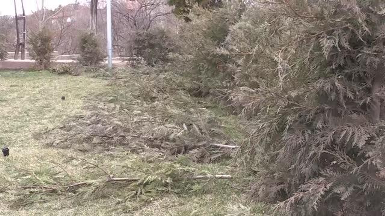 Kırıkkale'de bir parktaki 30 ağaç kimliği belirsiz kişilerce kesildi