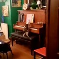 give up, the cat plays the piano