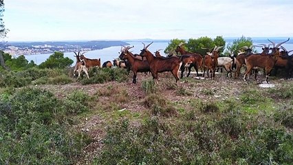 Chèvres tuées dans les collines, un phénomène qui s'amplifie ?