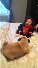 Sevimlilik abidesi yavru köpek!