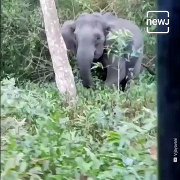 Elephant Charges At Safari Jeep, Driver's Presence Of Mind Save Tourists