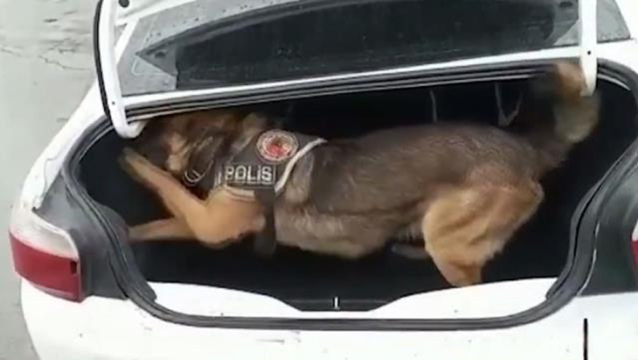 Zehir tacirleri, narkotik köpeğinin koku almaması için uyuşturucu sakladıkları bölgeye benzin dökmüş
