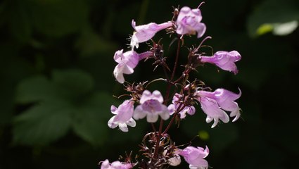 13 Perennials That’ll Brighten Your Garden
