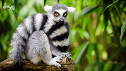 Why These Snoozing Lemurs Have Scientists (Quietly) Excited