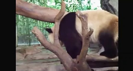 Funny animals clips just for gag