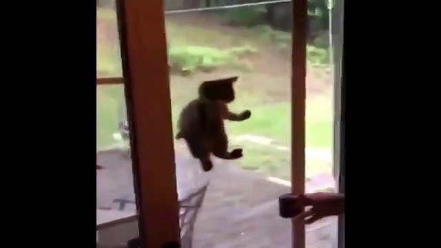 Funny Cat Vines - Part 4