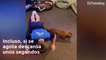 Adorable perrito ayuda a su dueño a hacer ejercicios