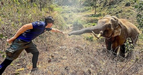 Thaïlande : un éléphant tend sa trompe pour saluer l'homme qui l'avait soigné il y a douze ans