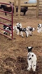 Herd of Excited Baby Goats Hopping Around